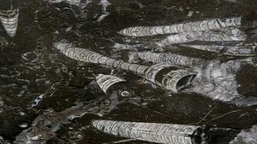 Nero Fossile marbre, surface de dalle – Marmi di Carrara – noir, anthracite (3)