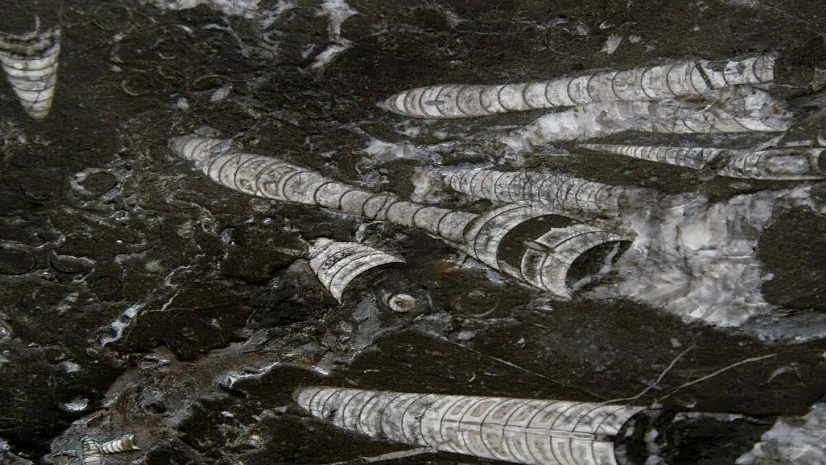 Nero Fossile marmo, superficie di lastra – Marmi di Carrara – nero, antracite (3)