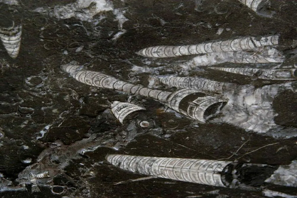 Nero Fossile marmo, superficie di lastra – Marmi di Carrara – nero, antracite (4)