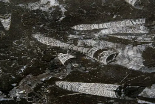 Nero Fossile marmo, superficie di lastra – Marmi di Carrara – bianco, antracite (5)
