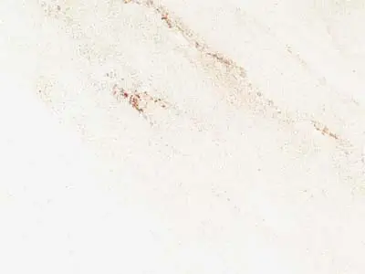Palissandro marmo, campione lucido – Marmi di Carrara – grigio, grigio chiaro (16)