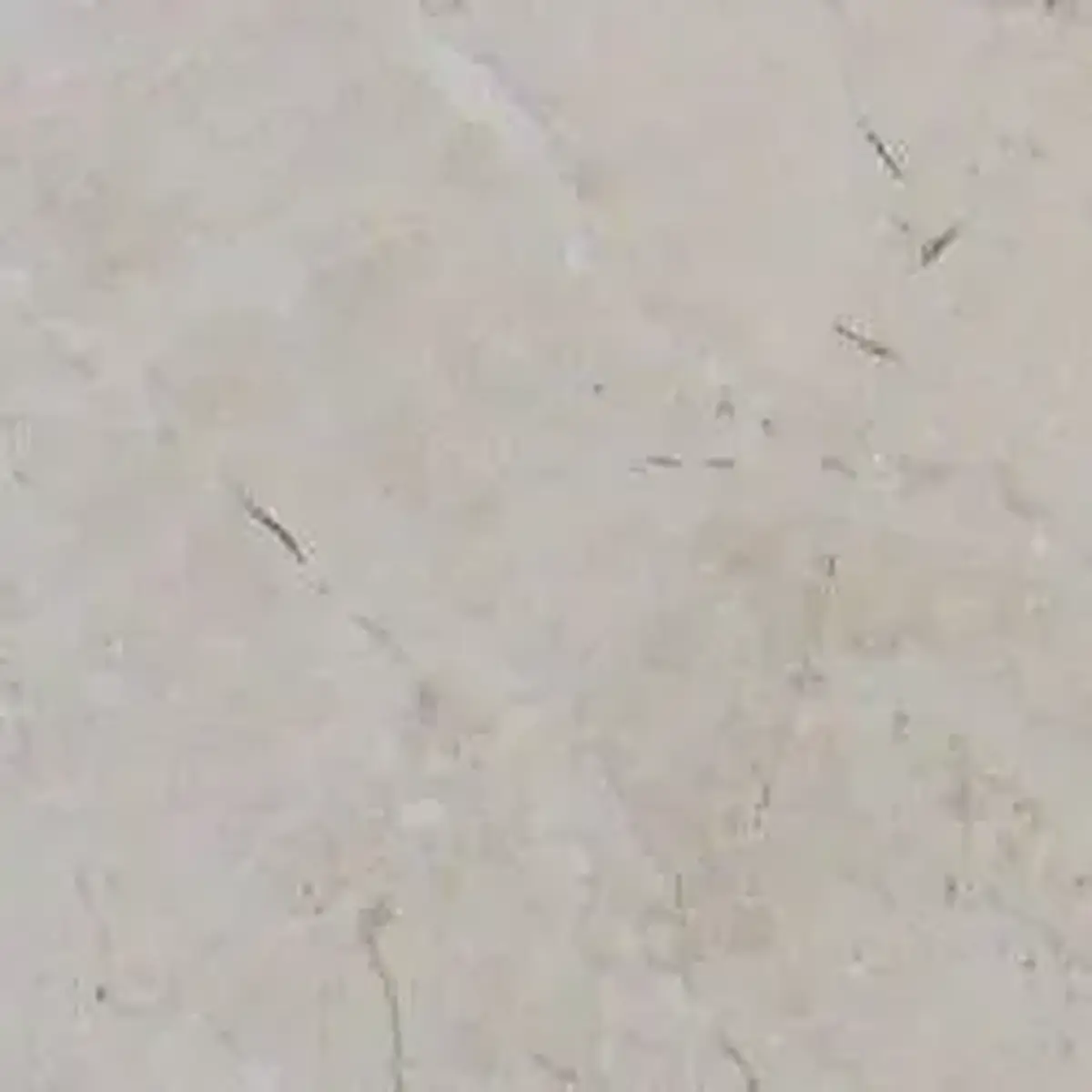 Patara limestone polished sample – Marmi di Carrara – light grey (1)