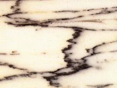 Pavonazzetto marbre, échantillon poli – Marmi di Carrara – blanc, ivoire (1)