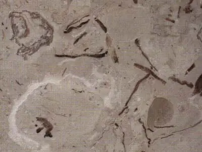 Penuela calcaire