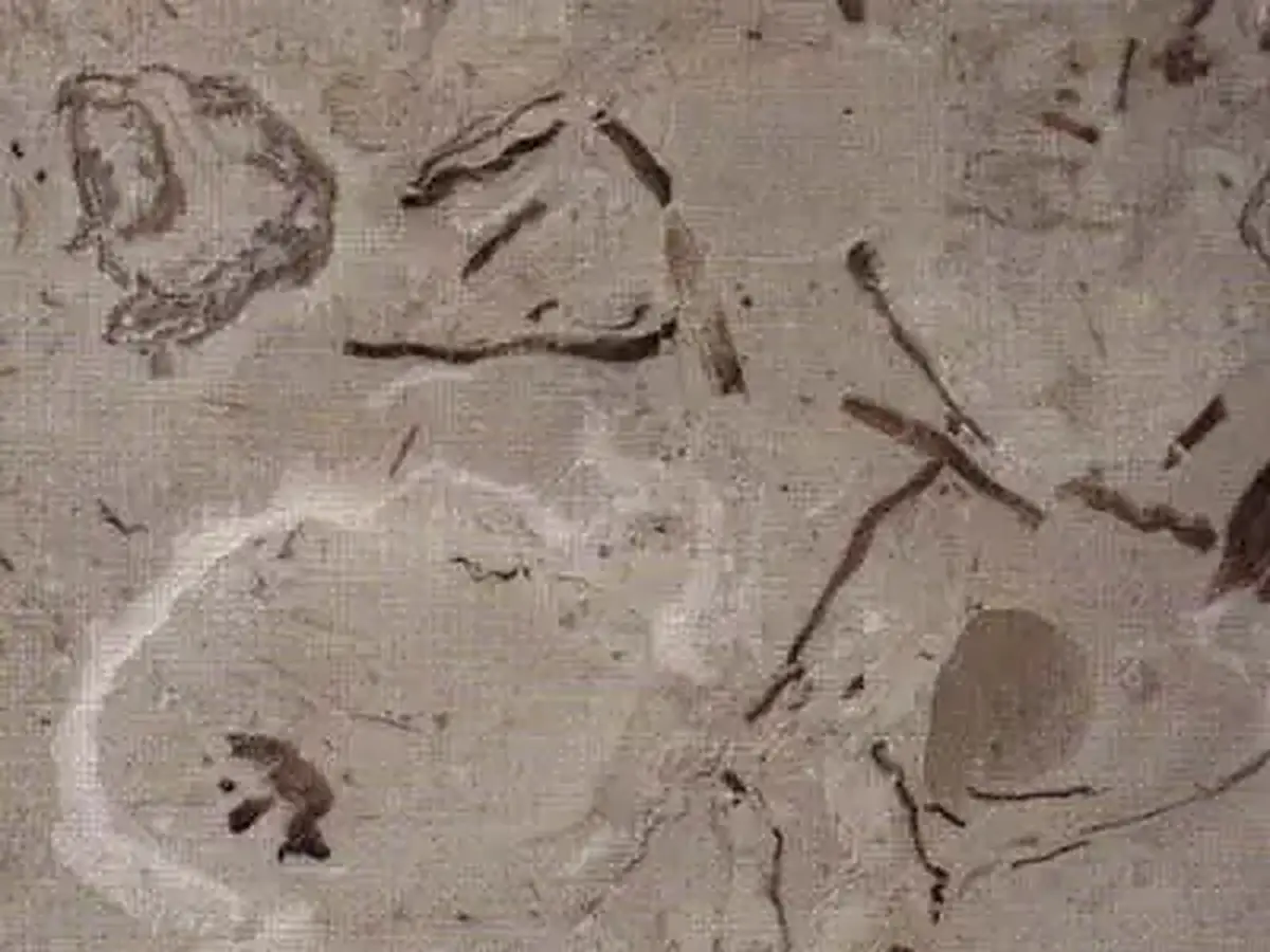 Penuela calcaire, échantillon poli – Marmi di Carrara – gris, vert (1)