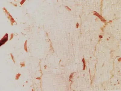 Perlato Sicilia marbre, échantillon poli – Marmi di Carrara – gris clair, beige (9)