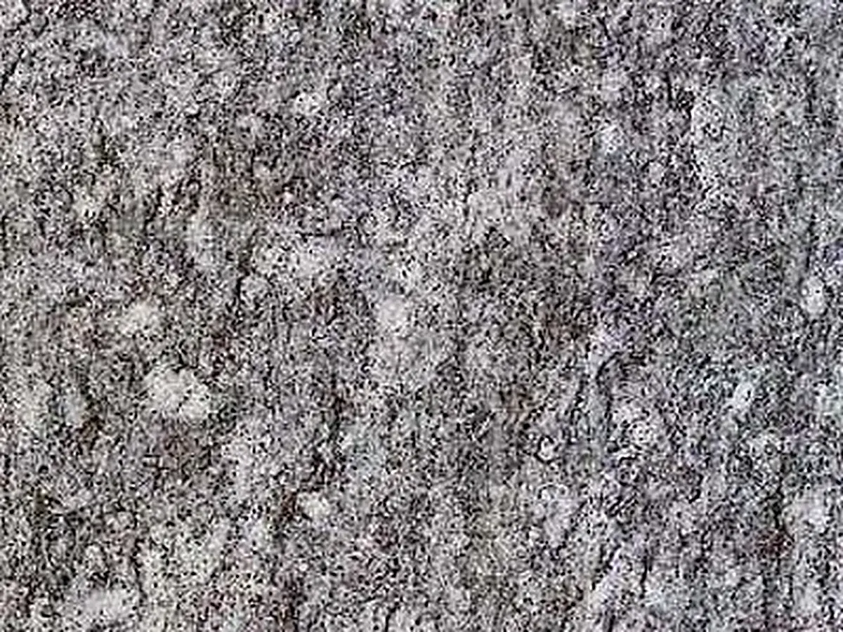 Pietra di Luserna granito, muestra pulida – Marmi di Carrara – gris, verde (1)
