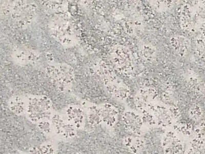 Prata Ornamental granito, campione lucido – Marmi di Carrara – grigio chiaro, avorio (1)
