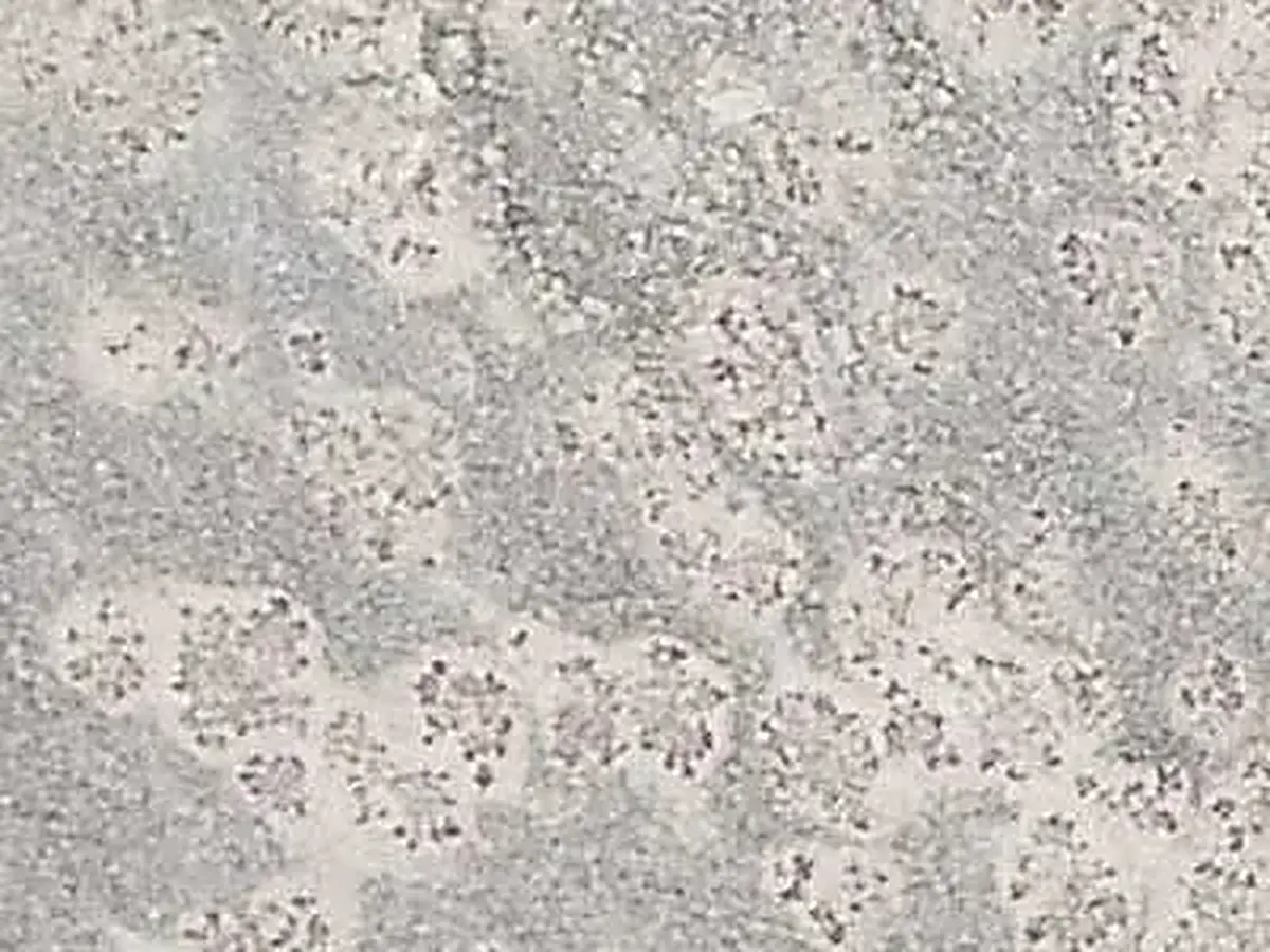 Prata Ornamental granito, campione lucido – Marmi di Carrara – grigio chiaro, avorio (1)