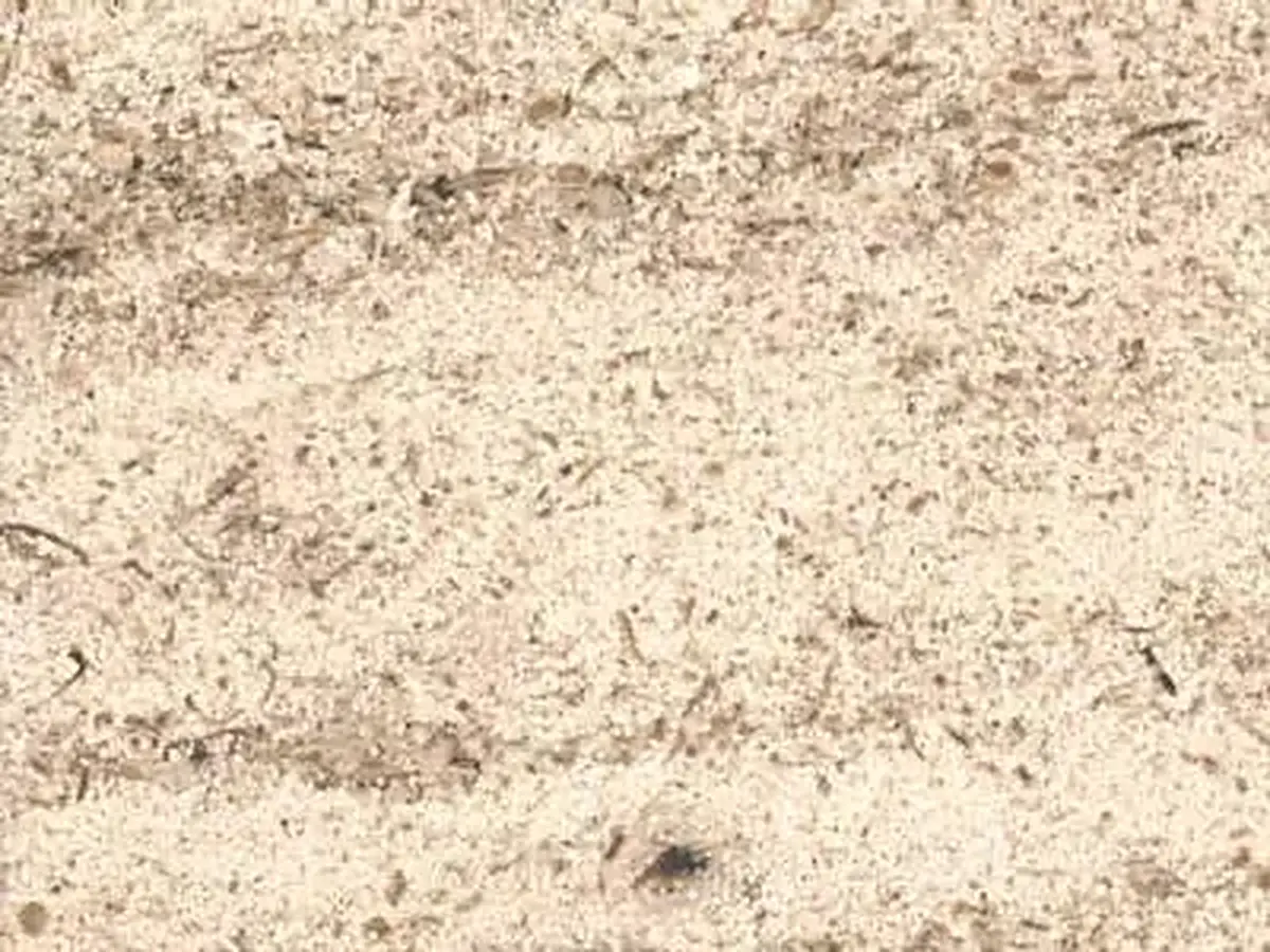Ravieres St. Nicolas calcare, campione lucido – Marmi di Carrara – avorio, beige (1)