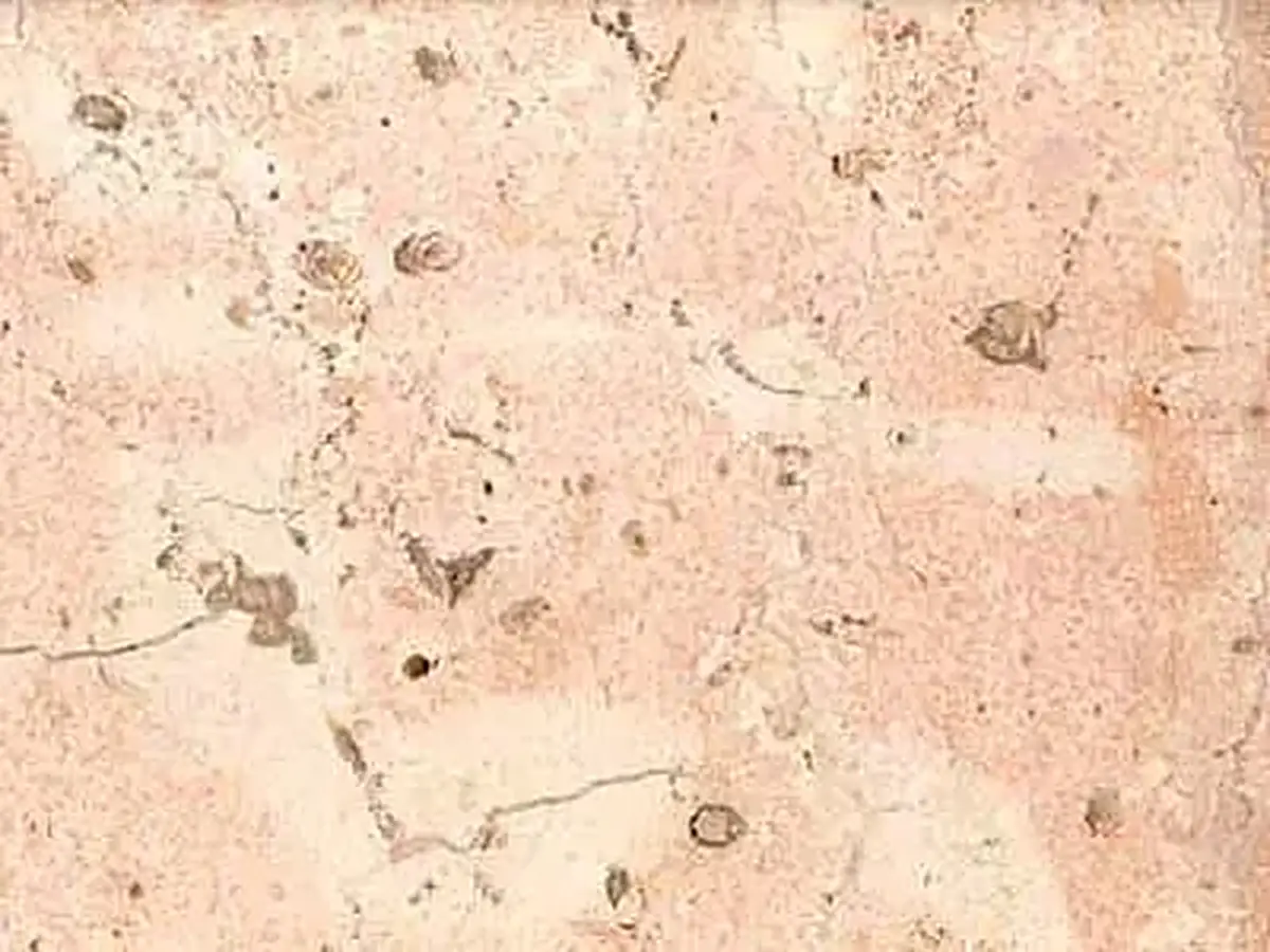 Rosa Coral (mex.) limestone polished sample – Marmi di Carrara – ivory, beige (1)