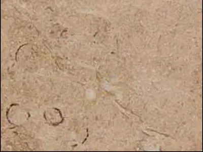 Rosa Zarci calcare, campione lucido – Marmi di Carrara – beige, oro (1)