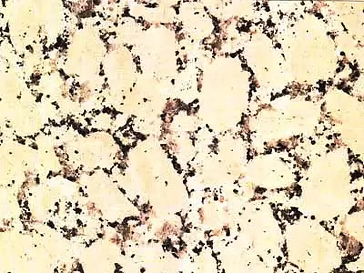 Rosavel granito, muestra pulida – Marmi di Carrara – marfil, blanco (1)