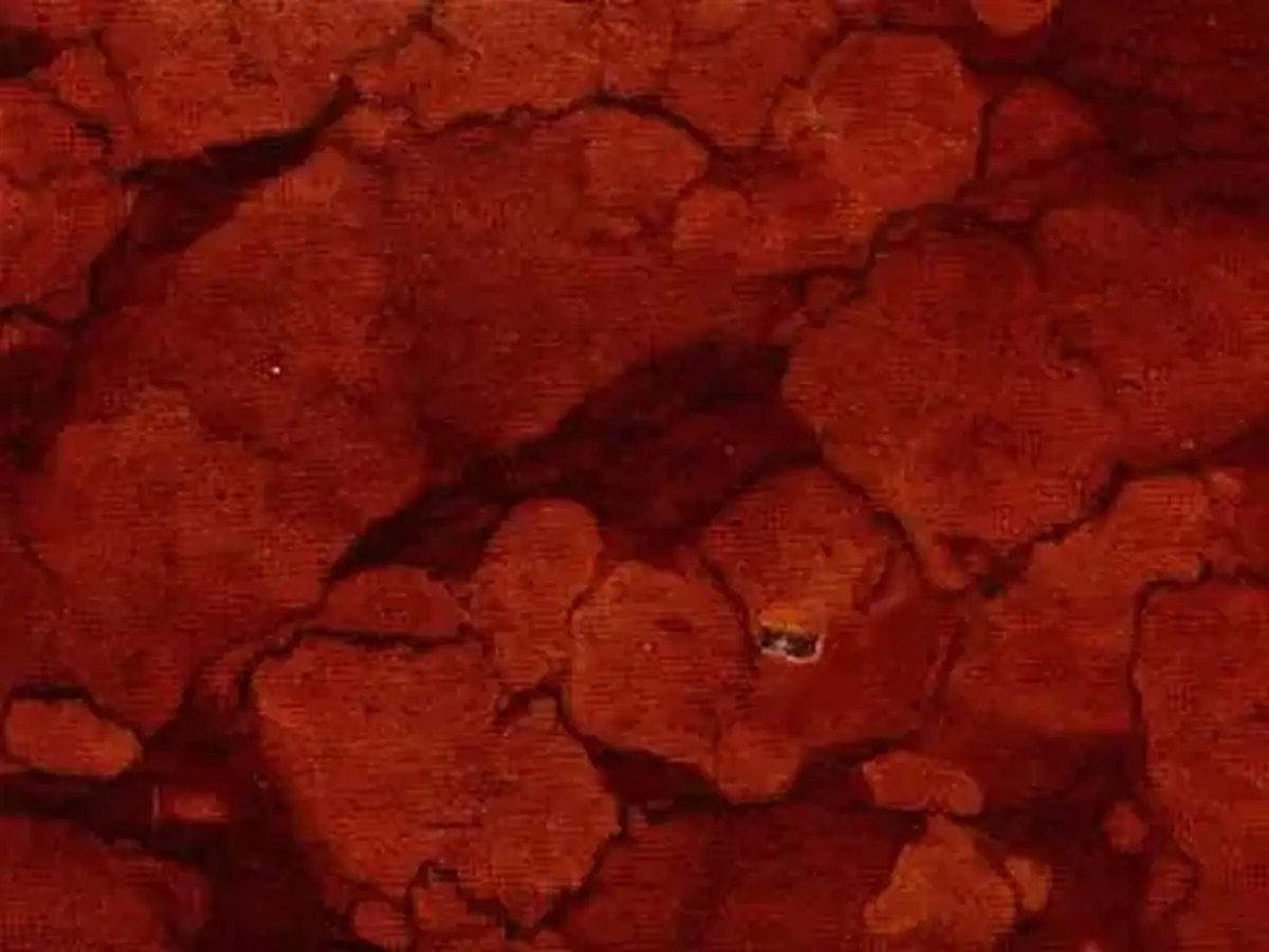 Rosso Sicilia calcaire, échantillon poli – Marmi di Carrara – rouge rouille, brun (1)