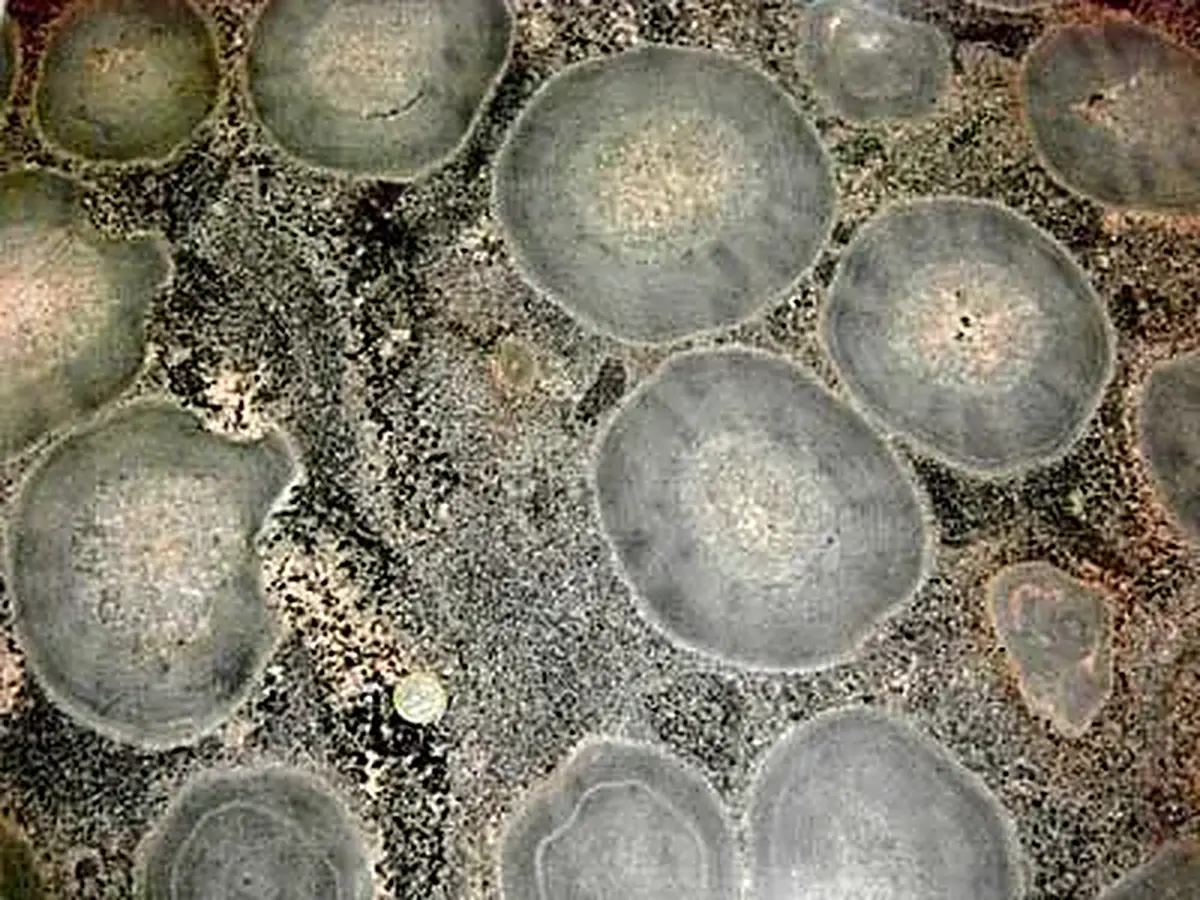 Ruskiavuori granito, muestra pulida – Marmi di Carrara – gris, verde (1)