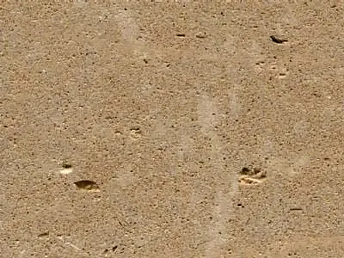 Savonnieres limestone polished sample – Marmi di Carrara – gold (1)