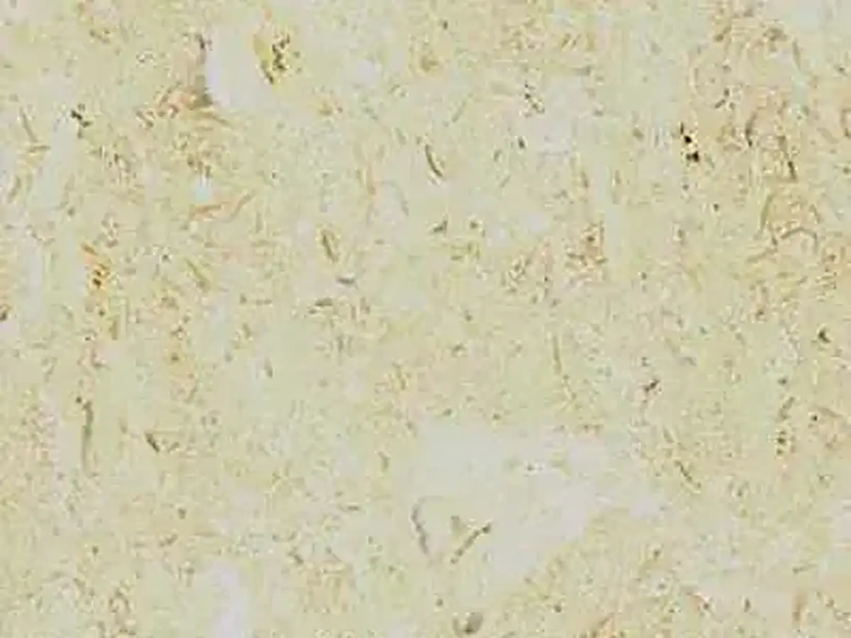 Sinai Pearl caliza, muestra pulida – Marmi di Carrara – gris claro, beige (1)