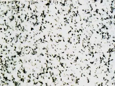 Storen Granitt granito, muestra pulida – Marmi di Carrara – blanco, gris claro (1)