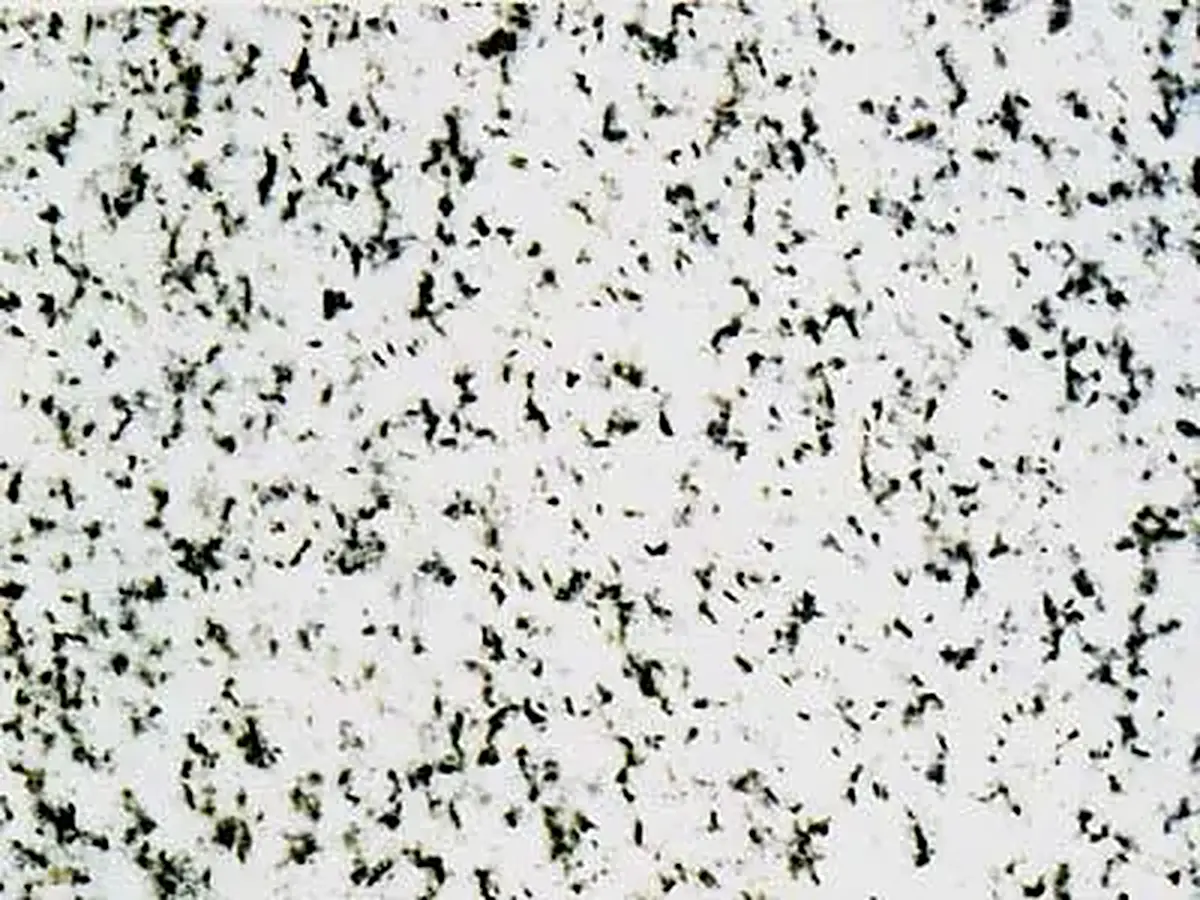 Storen Granitt granito, muestra pulida – Marmi di Carrara – blanco, gris claro (1)