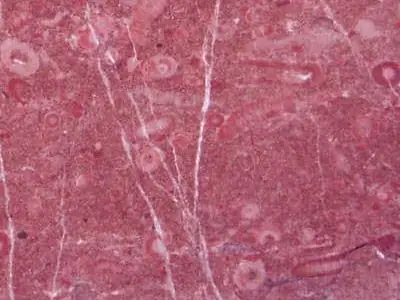 Taurus Cherry limestone
