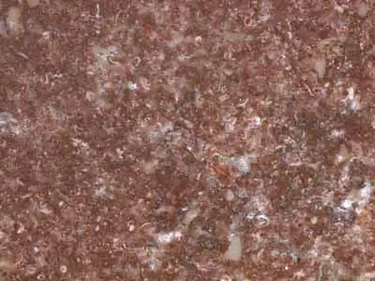 Tennesse Cedar caliza, muestra pulida – Marmi di Carrara – marrón, gris (1)