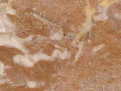 Tennessee Fleuri caliza, muestra pulida – Marmi di Carrara – dorado, beige (1)