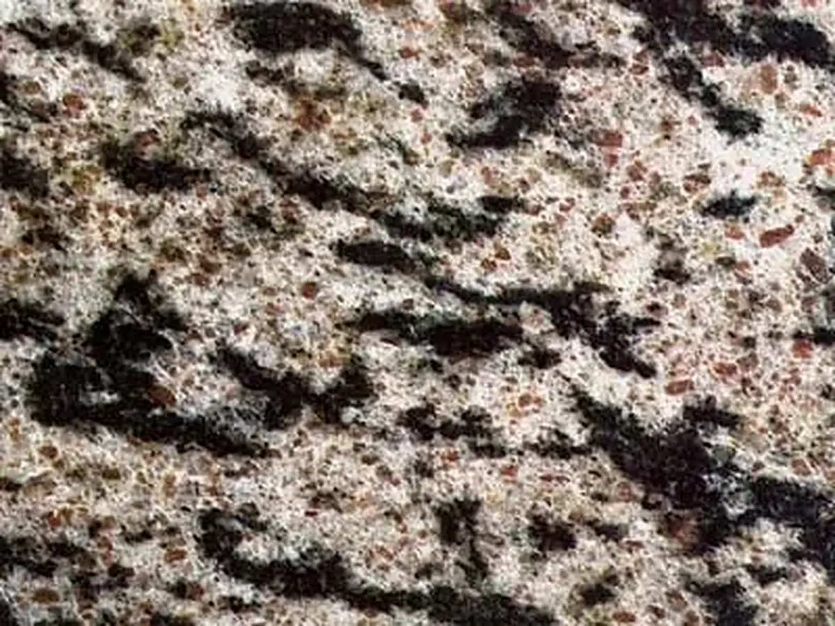 Tiger White granit, échantillon poli – Marmi di Carrara – noir, gris (1)
