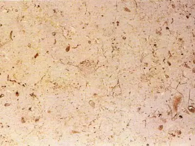 Trani Cocciolato limestone