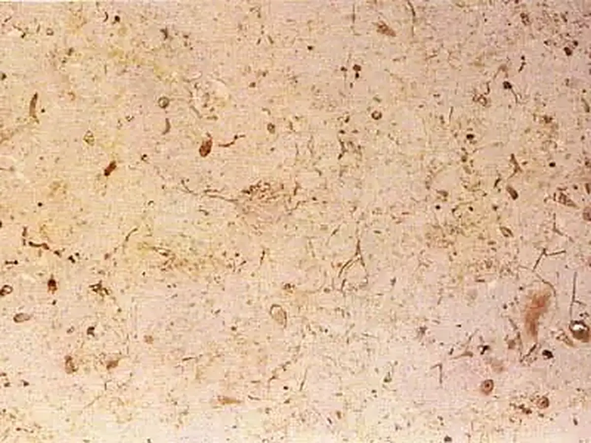 Trani Cocciolato caliza, muestra pulida – Marmi di Carrara – beige, marfil (1)