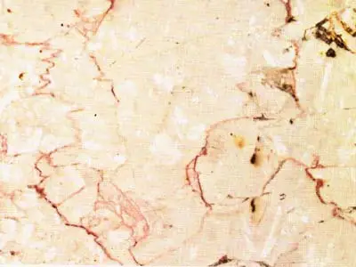 Trani Fiorito limestone