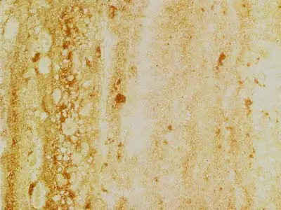 Travertino Toscano travertin, échantillon poli – Marmi di Carrara – beige, doré (1)