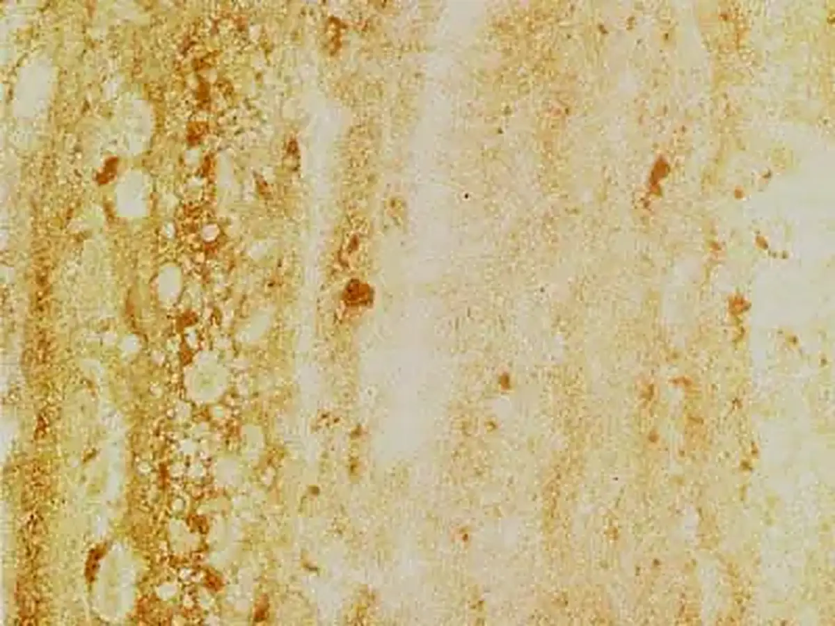 Travertino Toscano travertine polished sample – Marmi di Carrara – beige, gold (1)