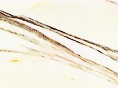 Venato Fantastico marble polished sample – Marmi di Carrara – white, beige (1)