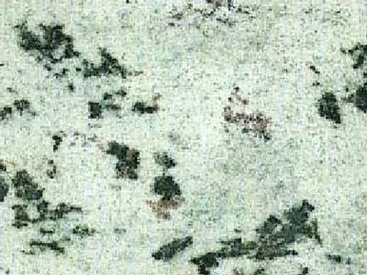 Verde Eucalipto granito, campione lucido – Marmi di Carrara – avorio, grigio chiaro (1)