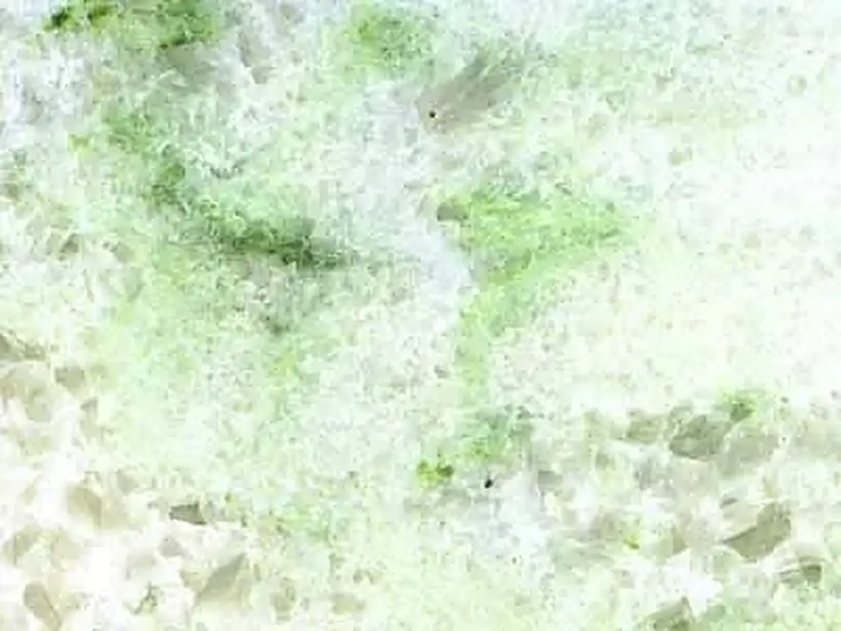 Verde Panama mármol, muestra pulida – Marmi di Carrara – blanco, marfil (1)