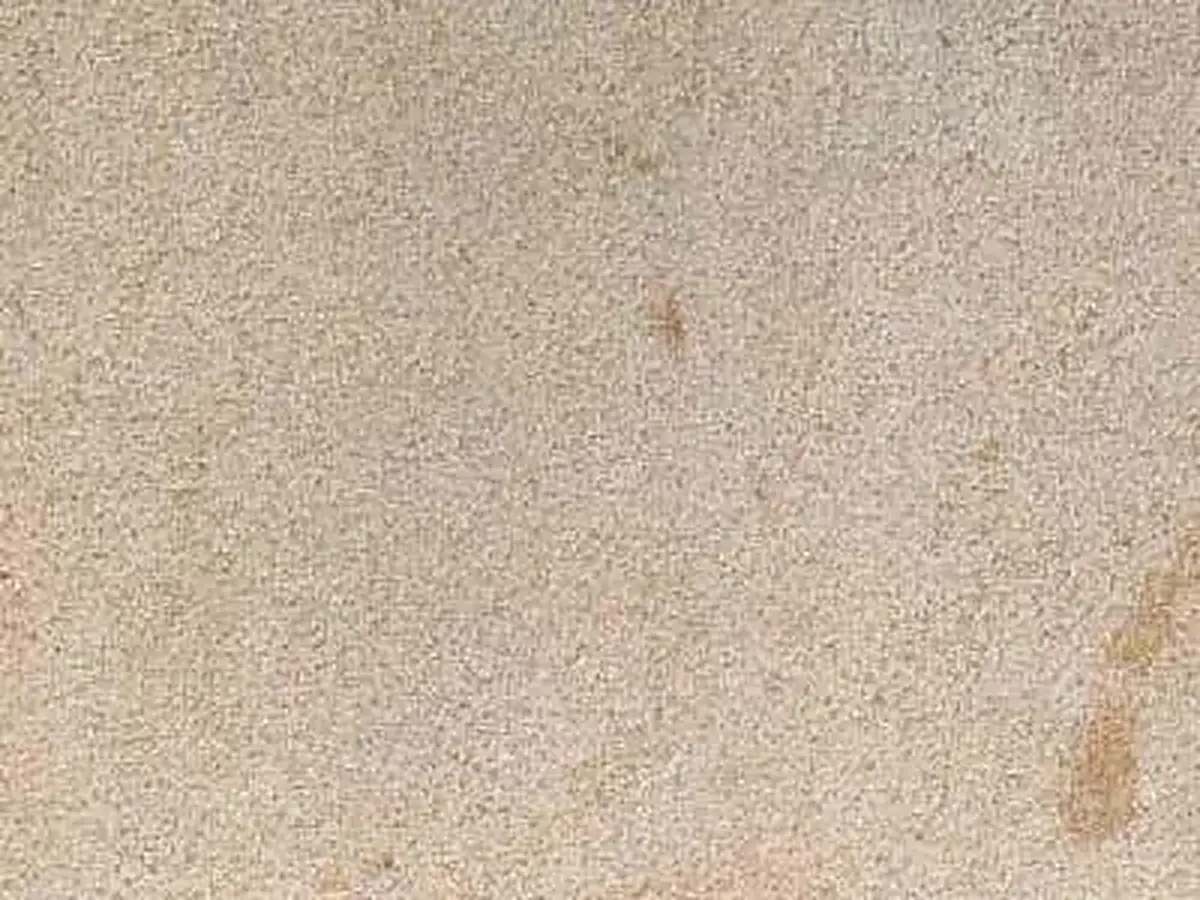 Zerkowice arenaria, campione lucido – Marmi di Carrara – beige (1)